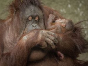 First Bornean orangutan born in almost a decade at Chester Zoo