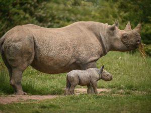 Chester Zoo named world’s third best zoo by TripAdvisor