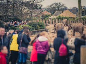 Visitor numbers to Chester Zoo hit record high