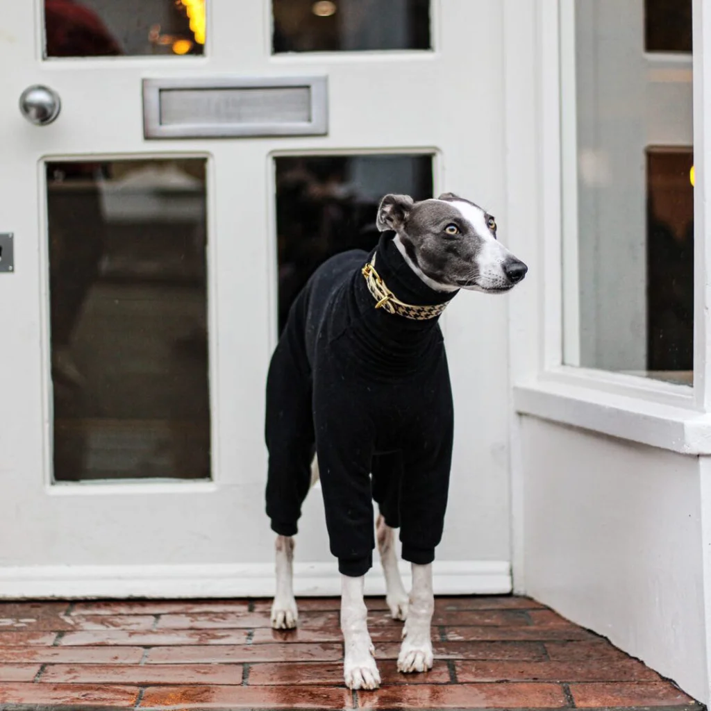 Dog outside of Jaunty Goat Chester