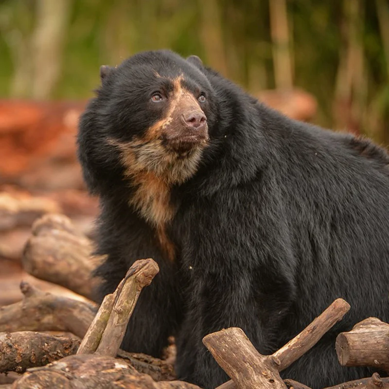 An Andean Bear looking into the distance at Chester Zoo